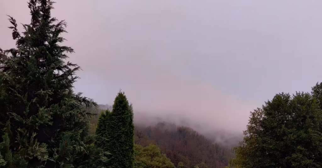 Forest with mist in the big villa