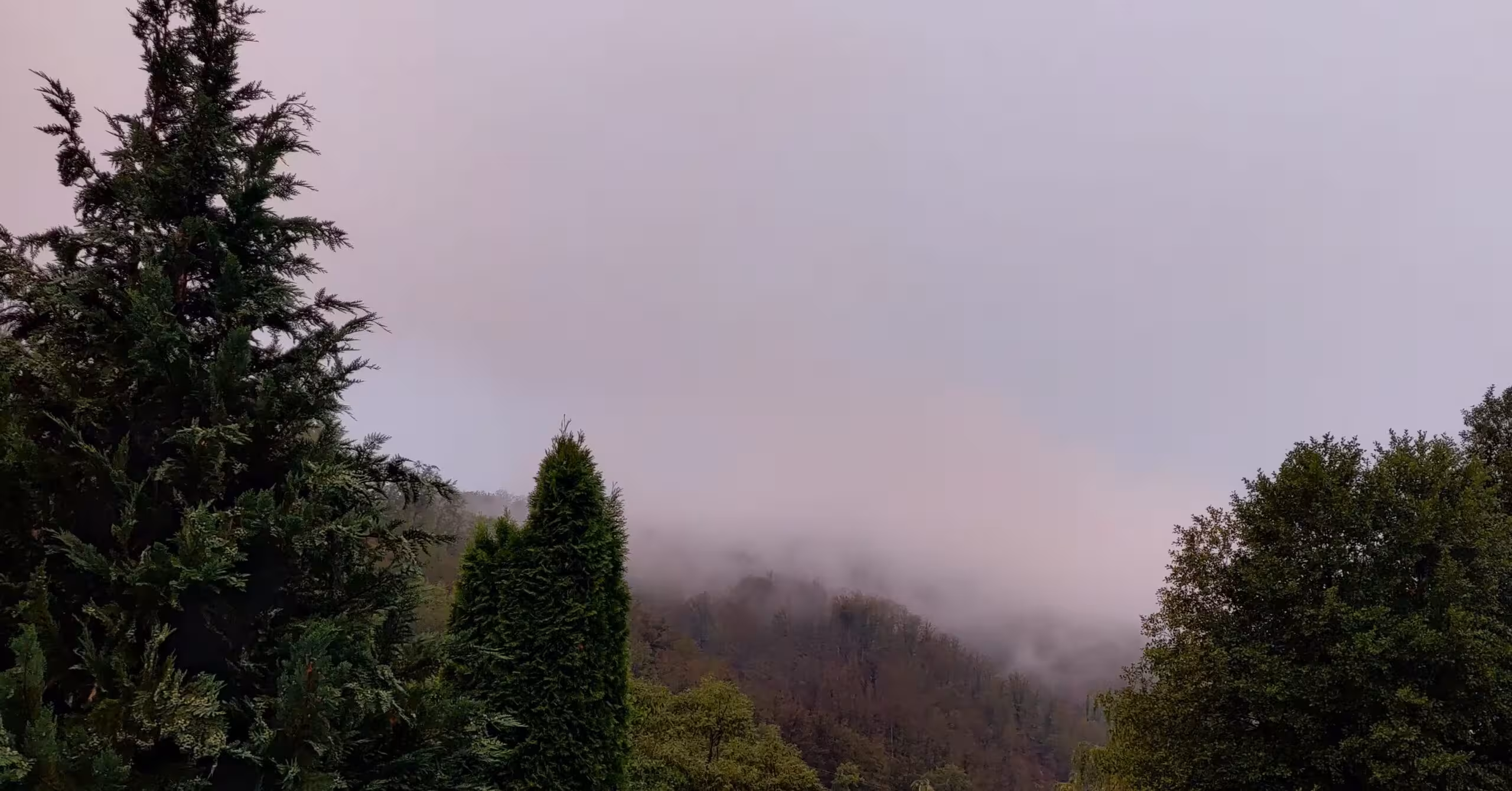 Forest with mist in the big villa