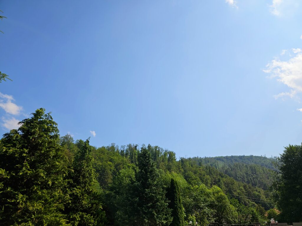 Forest view sunny